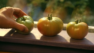 Food Harvesting Tips & Tricks