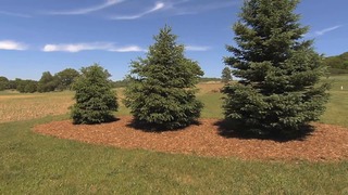Spring & Summer Care of Trees & Shrubs