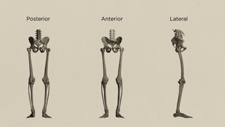 The Figure: Artistic Anatomy