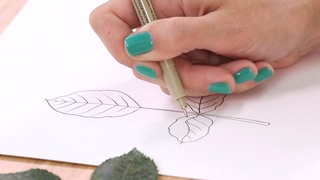 Drawing Plants
