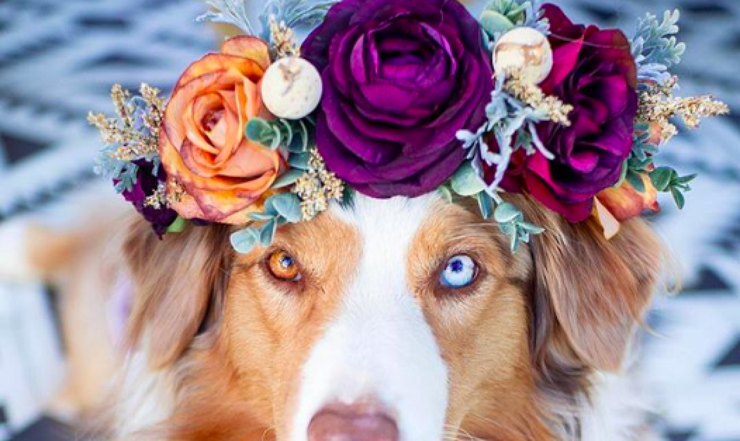 dog wearing flower crown