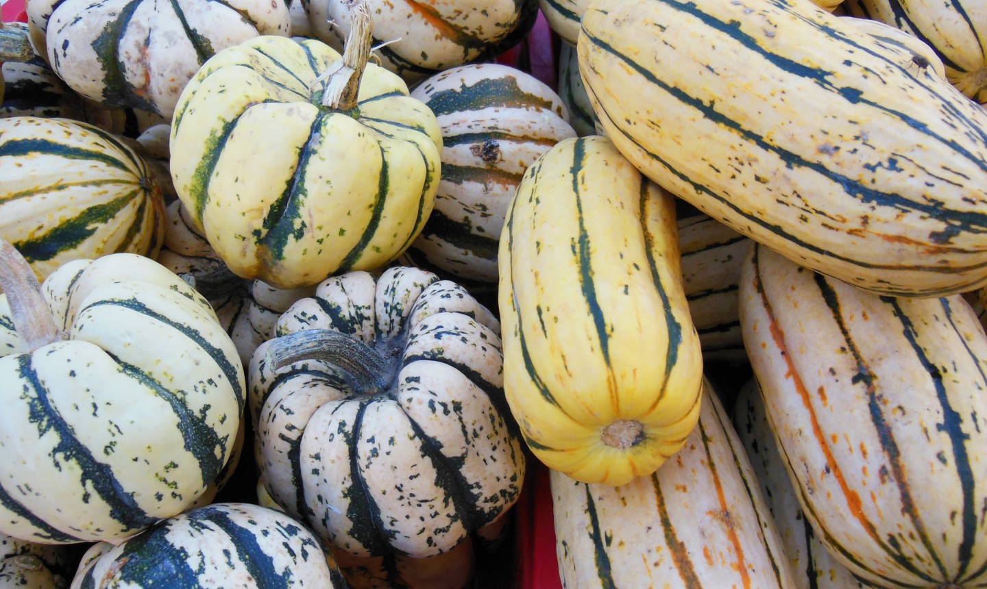 fall squash and gourds