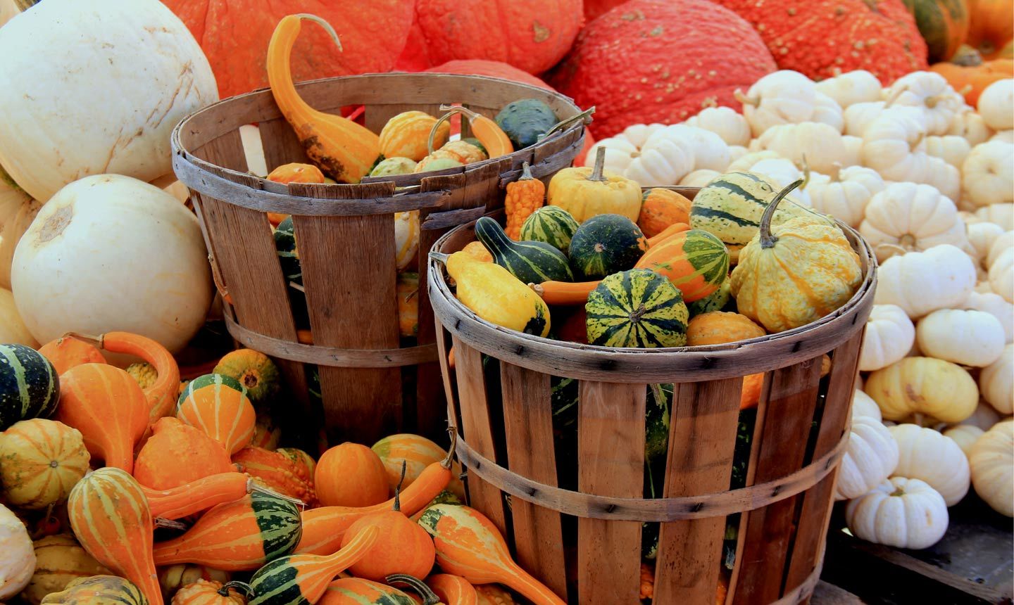 gourds at farmers market