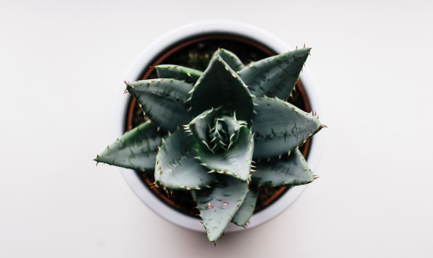 succulent in planter