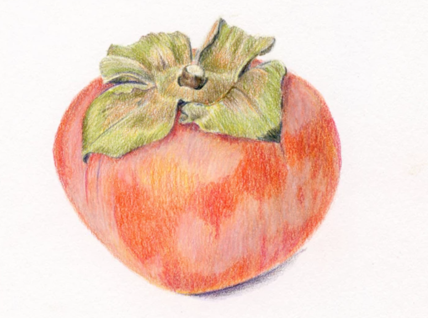 colored pencil persimmon