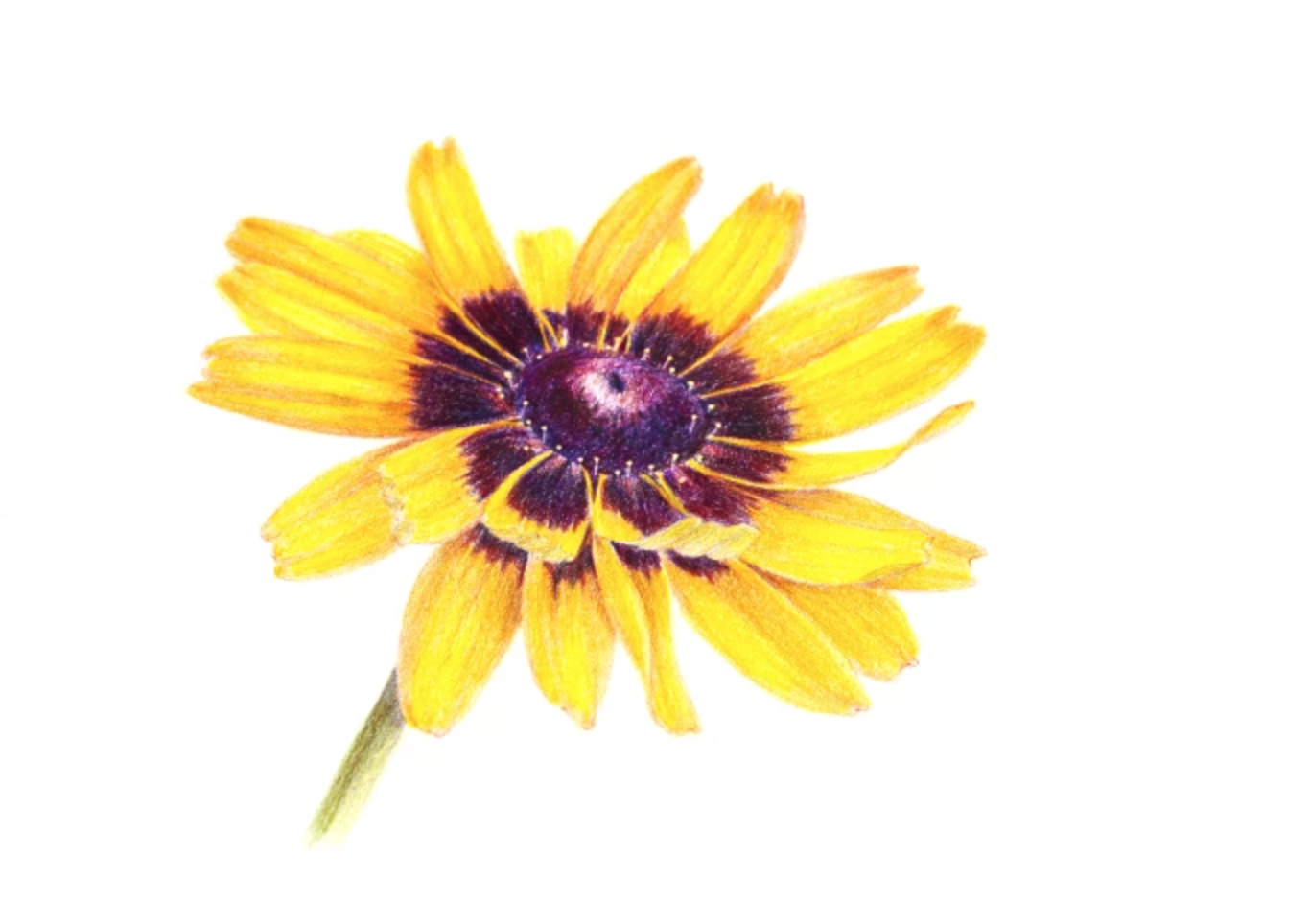 colored pencil black-eyed susan