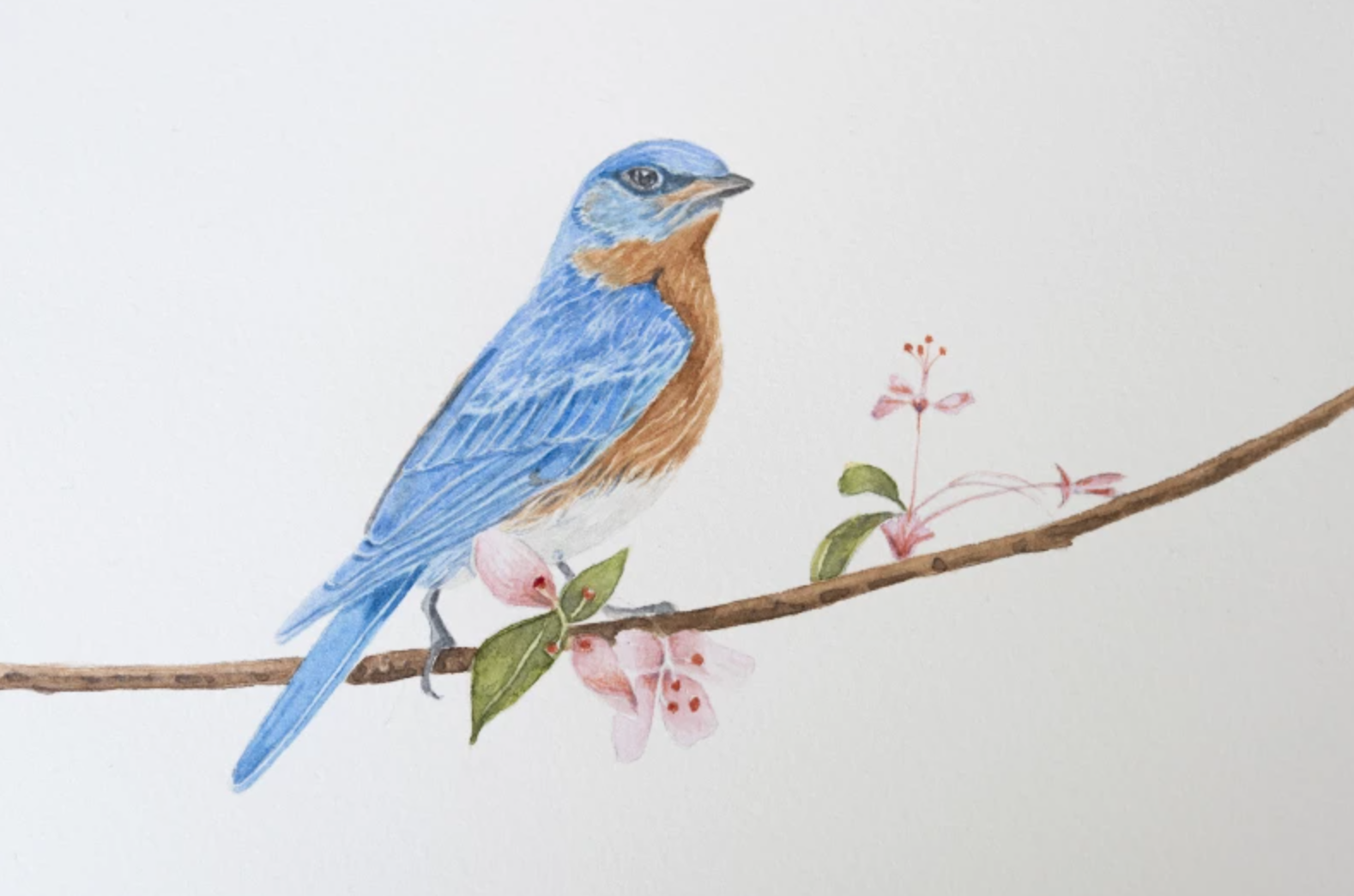 watercolor bluebird