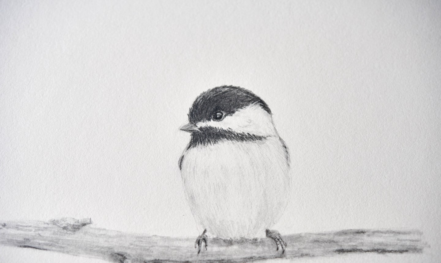 chickadee drawing