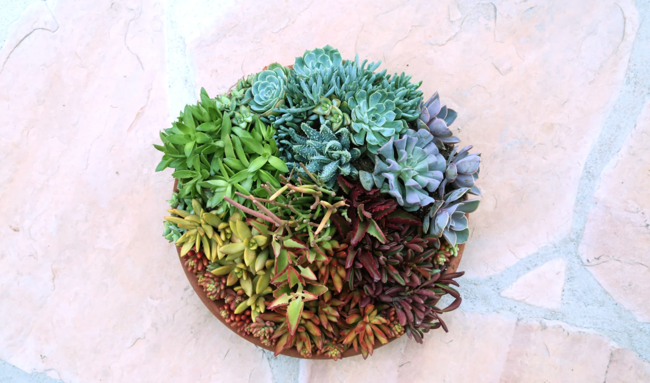 rainbow succulent garden