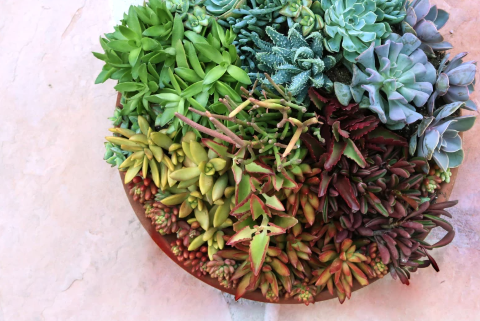 close up rainbow succulent garden