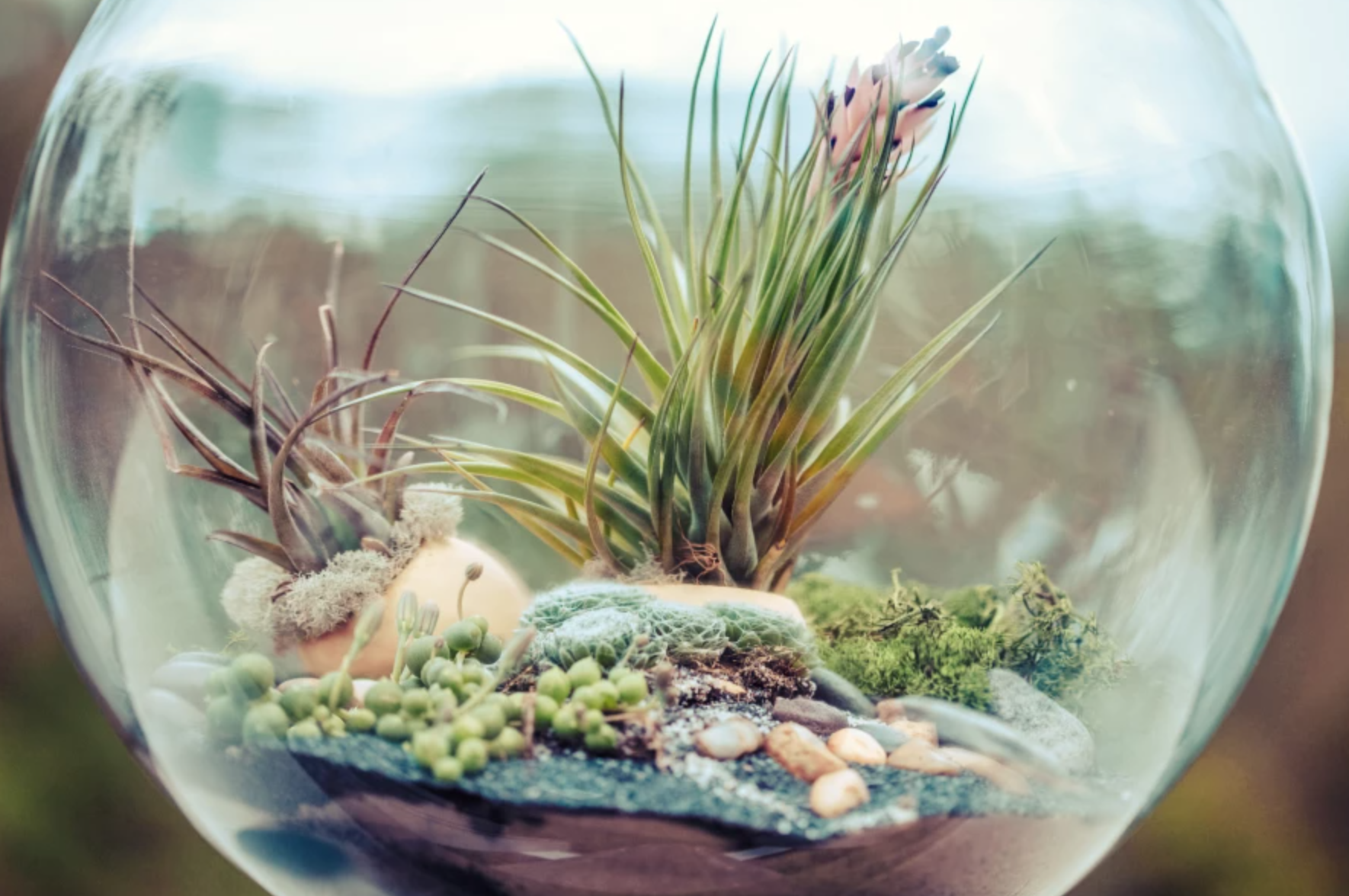 Terrarium