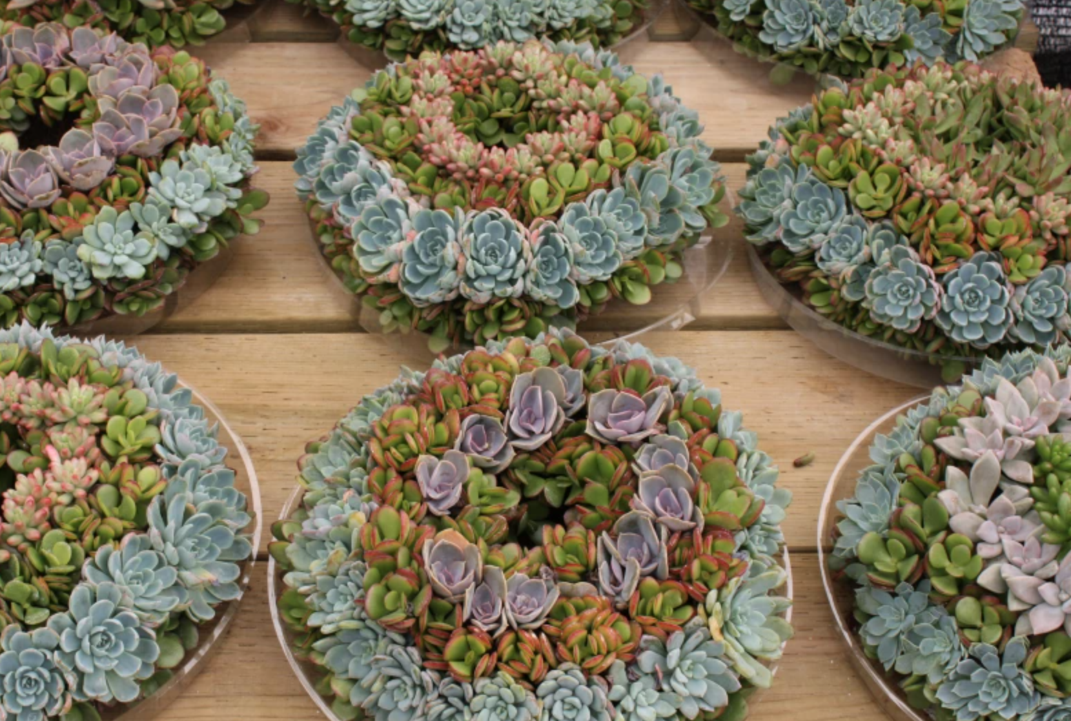 succulent wreath