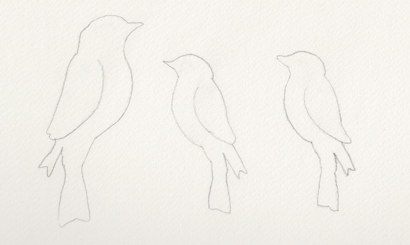 bird template tracings