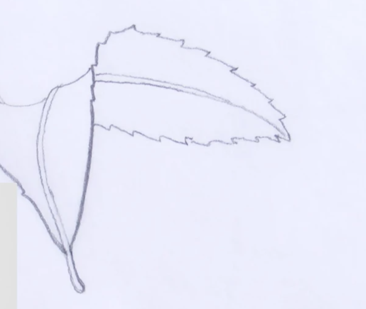 https://d2culxnxbccemt.cloudfront.net/craft/content/uploads/2021/02/15145413/leaf-drawing.png