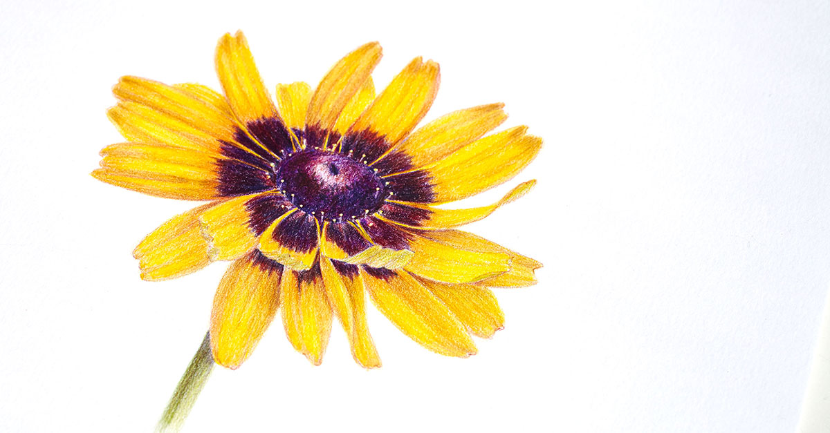 Colored pencil drawing of a yellow flower