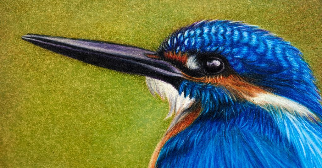 Colored pencil drawing of a bird