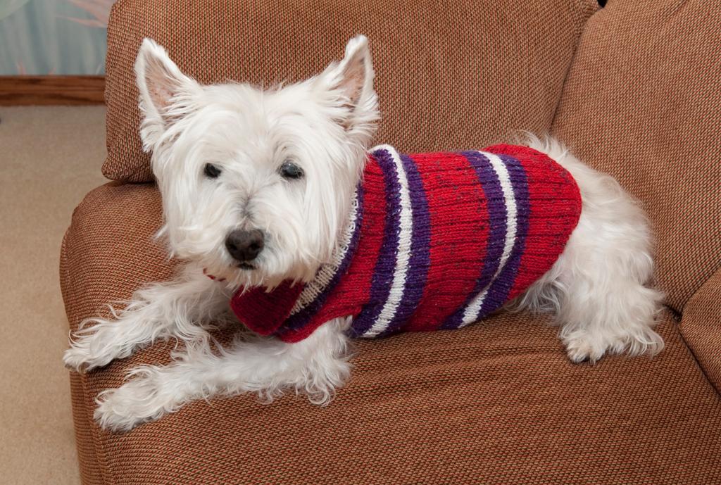 Knit striped dog sweater