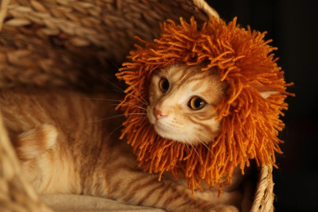 Lion Mane for Cat - Pattern on Craftsy 