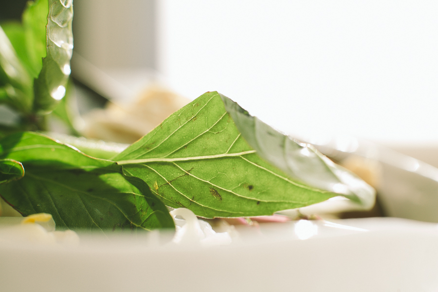 Fresh Basil Leaves