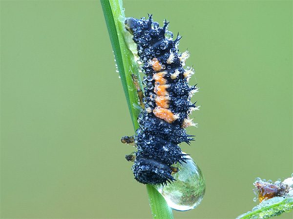 Ladybug Larva on a Leaf 