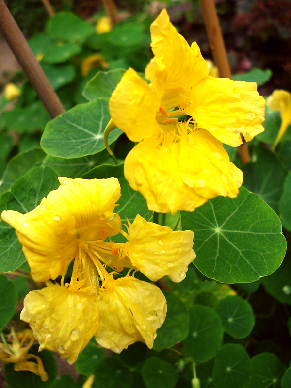 Yellow Nasturtium Flowers