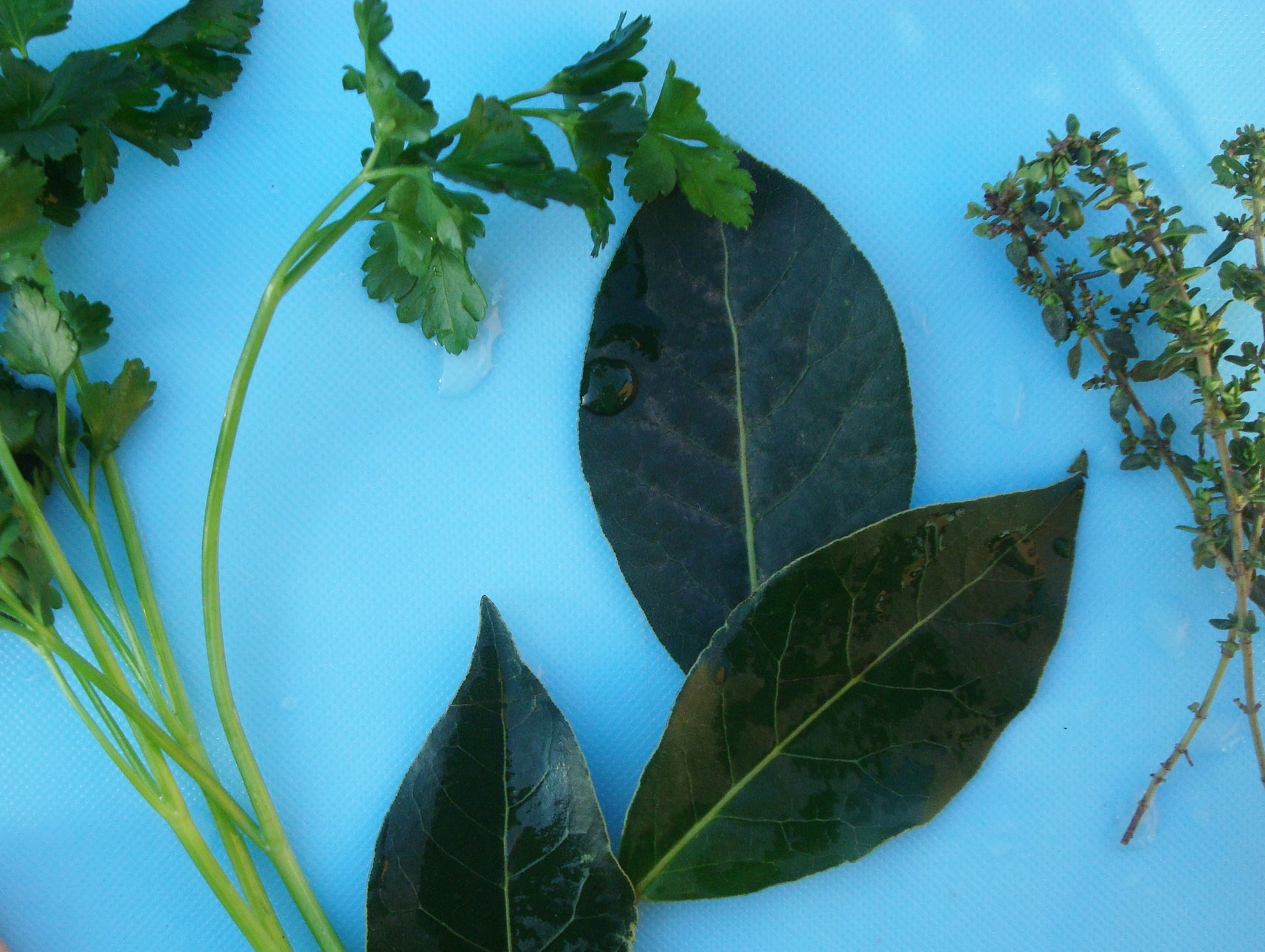 Herbs for Bouquet Garni Seasoning