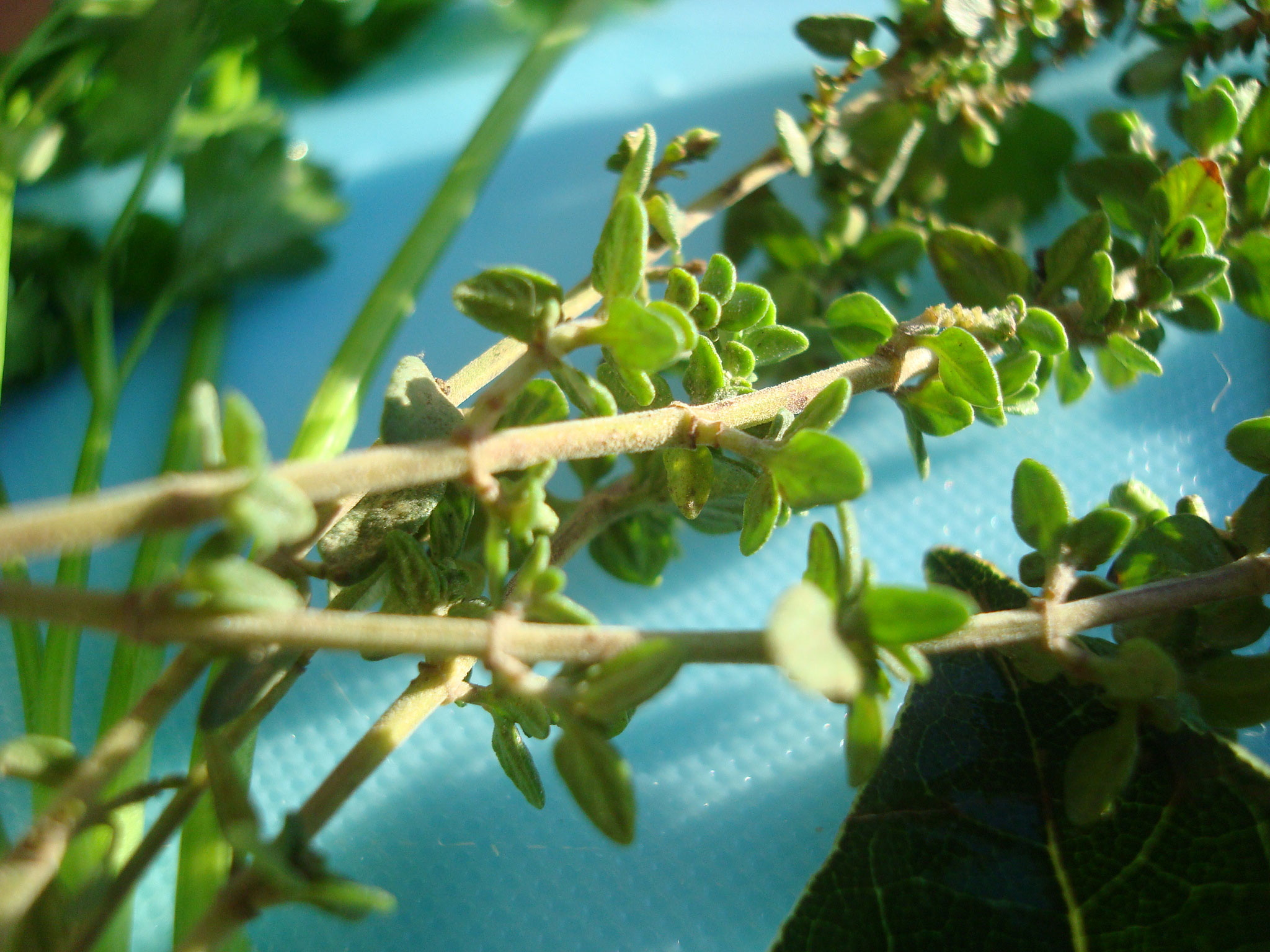 Bouquet Garni Seasoning Herbs