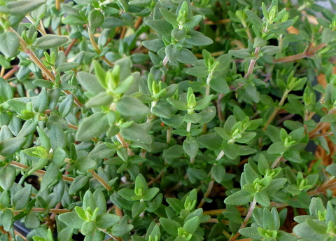 French Thyme