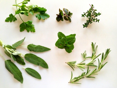 Herbs for Gardens - Mint, Parsley, Sage, Thyme and Rosemary