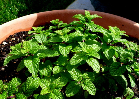 Potted Mint Plant