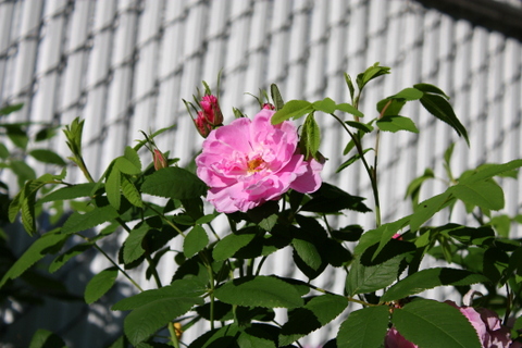 Pink rugosa rose: this rose is easier to grow organically