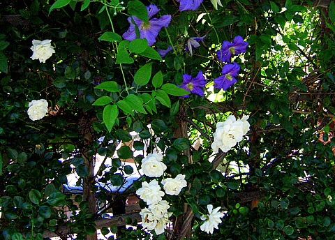 White 'Iceberg' climbing rose with clematis