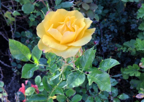 Yellow rose blooming among other garden roses