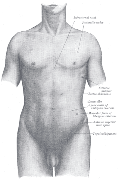 Human Anatomy for Drawing
