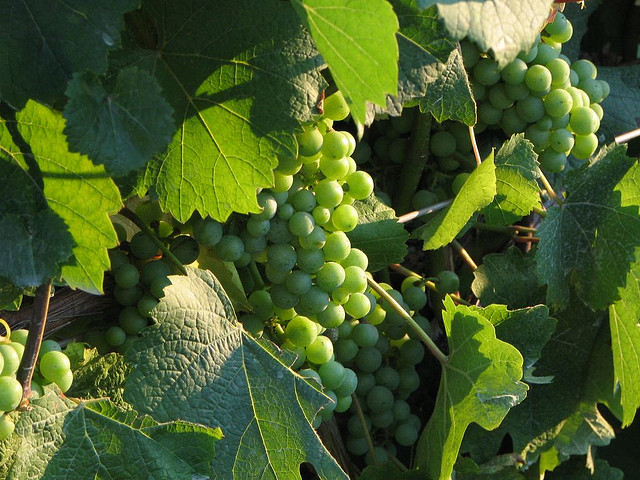 Fresh Grapes on Vine