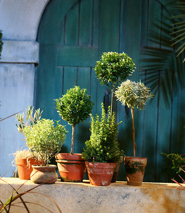 Topiary Herbs in Pretty Posts - Herb Gardening on Craftsy.com