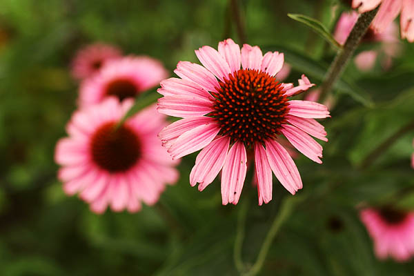 Echinacea flower - Craftsy.com Gardening Blog