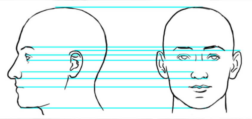 Facial Proportions Illustration