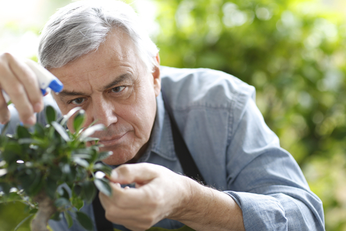 Man Watering a Bonsai Tree