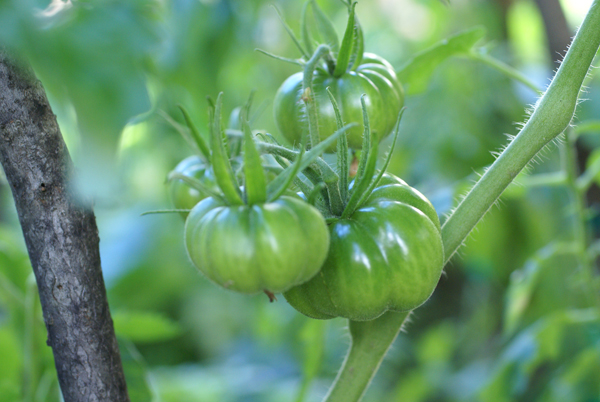 Tomatoes on the Vine