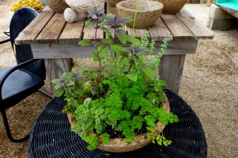 Mixed herb container shows how well herbs grow in planters