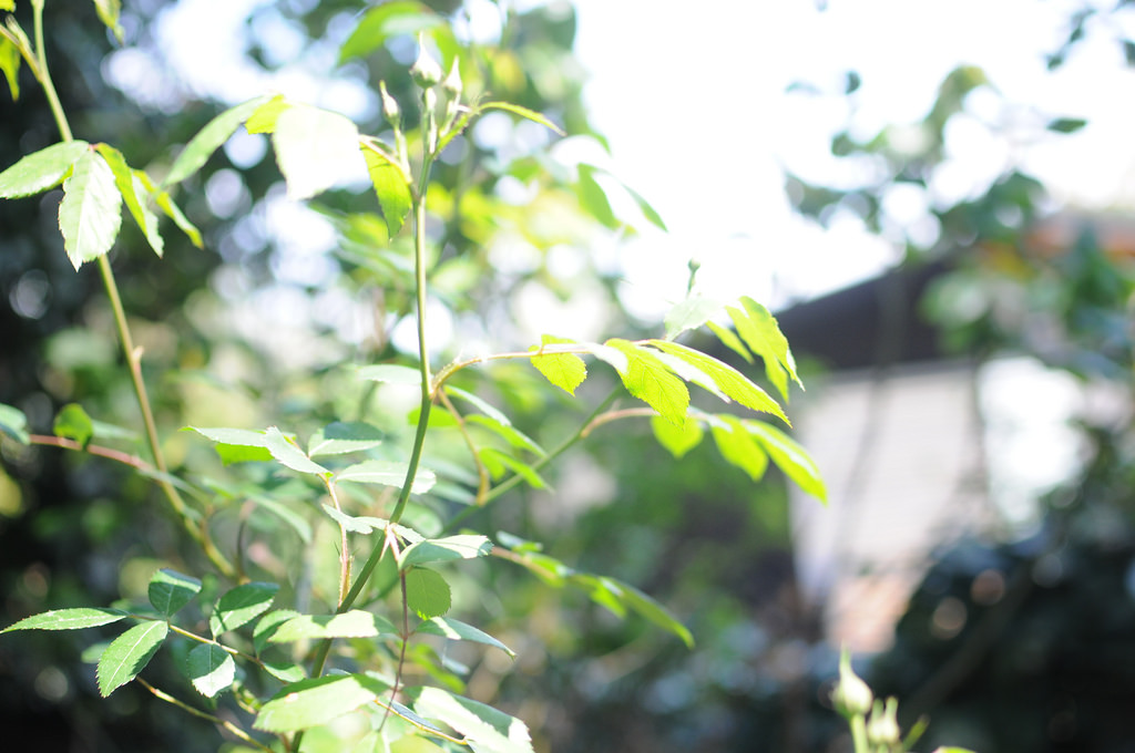 Pruned Rose Bush