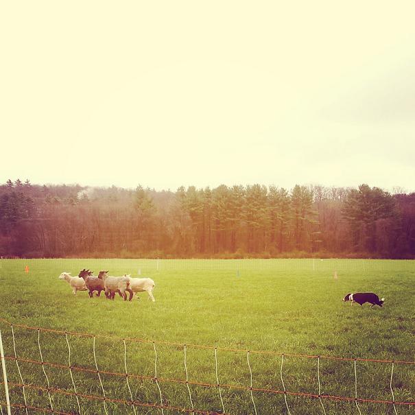 Sheep dog demonstration