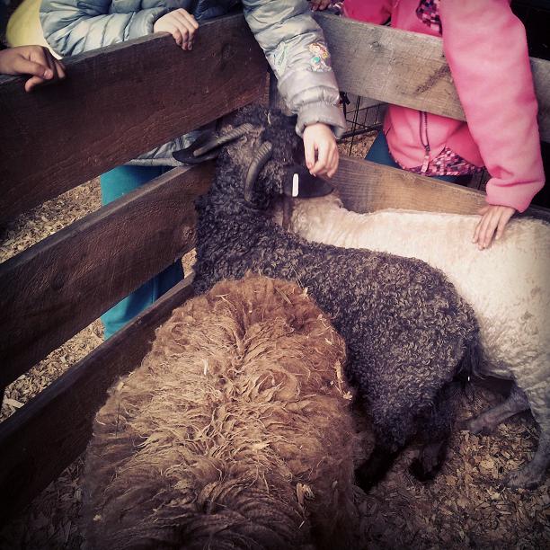 Children Petting Sheep