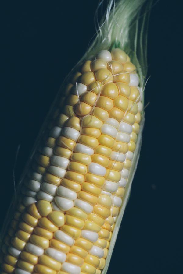 Freshly picked ear of corn 