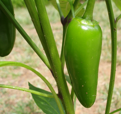 Jalapeno Peppers are one of best container garden vegetables