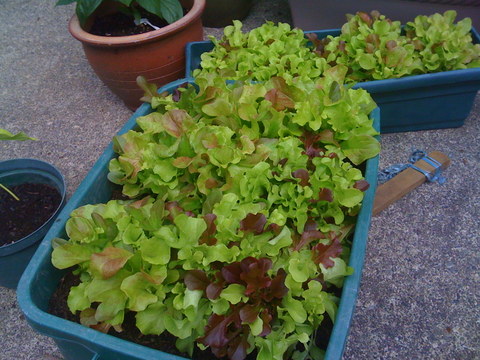 Growing vegetables in containers, like lettuces and salad greens, is fun.