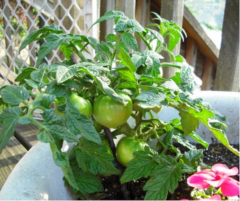 Patio Tomato grow great in containers