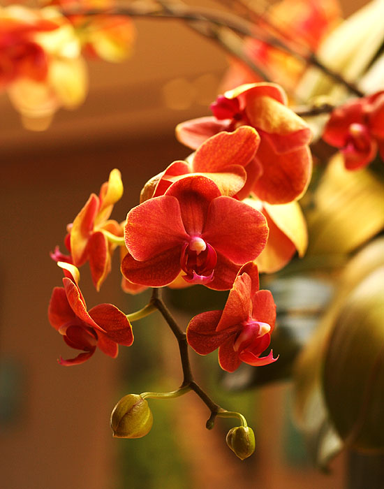 Red orchid