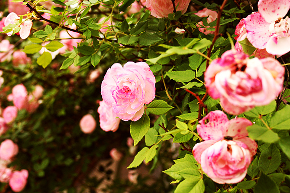 flowering rose bush